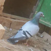 سبز ماده مسافتی آلمانی|پرنده|مشهد, قائم|دیوار