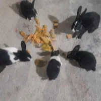 خرگوش