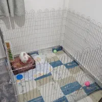 قفس پارکینگ