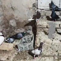 کبوتر رنگه المانی پلاکی بوم  چخ