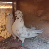 کفتر خال پیس|پرنده|ری, شهرک نظامی|دیوار