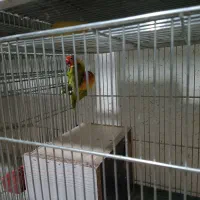 کوتوله پاستیلی