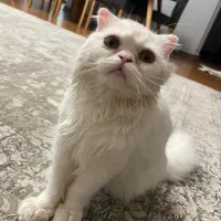 گربه اسکاتیش ۱۰ ماهه