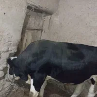 گاو نر قصابی|حیوانات مزرعه|دیواندره, |دیوار