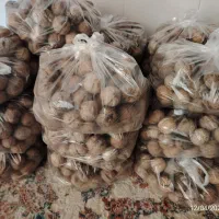 گردو مشهد با کیفیت و تازه