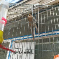 سیره قناری مست دهن سیره