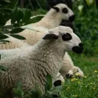 فروش ویژه بره نرینه سالم گوشت کم  چرب ولذیز|حیوانات مزرعه|مشهد, نوید|دیوار