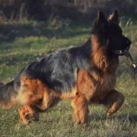 ژرمن|سگ|شیراز, شهرک بهار|دیوار