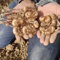 بذر زعفران