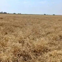 اجاره ده هکتار زمین دیم در برتش