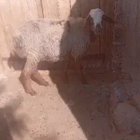 یه عدد بره ماده شیشک احتمال آبستن  گله گرد