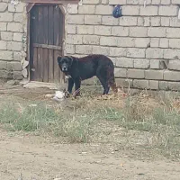 سرابی اصیل