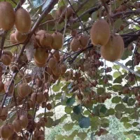 کیوی هایوارد فروشی