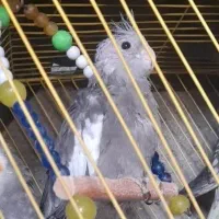 جوجه عروس هلندی