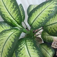 گل دیفین باخیا