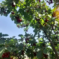 گیلاس آلبالو درج ۱