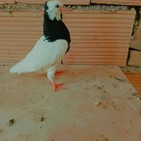 سه عدد کفتر طوقی سیا کاکلی....