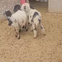 ۲ راس بره نر