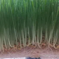 علوفه دام وطیور|حیوانات مزرعه|میاندوآب, |دیوار