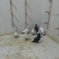 کبوتر|پرنده|زاوه, |دیوار