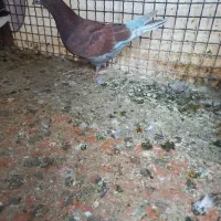 ۵عدد کفتر پرشی|پرنده|اسلام‌شهر, صادقیه|دیوار