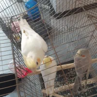 جفت مولد همراه با یک جوجه|پرنده|باقرشهر, |دیوار