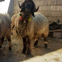 قوچ شیشک|حیوانات مزرعه|شهرکرد, |دیوار