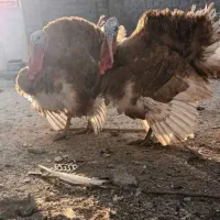 بوقلمون نر قرمز