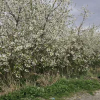 سهیلیه،کردان،لشگراباد زمین شهرکی لوکیشن سرسبز