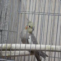 جفت عروس هلندی سخنگو|پرنده|ایوان, |دیوار