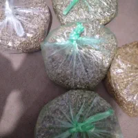 ترشی انار|حراج|اندیمشک, |دیوار