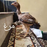 جوجه لاری اوشامو و افغان  مرغ لاری خروس لاری|حیوانات مزرعه|کرمانشاه, |دیوار