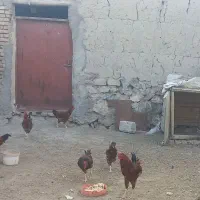 خروس ۵ماهه