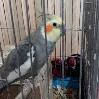 عروس هلندی|پرنده|طسوج, |دیوار