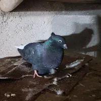 اشعل چشم ونک سفید