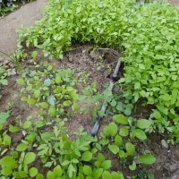 نشا گوجه|خدمات باغبانی و درختکاری|بندرعباس, |دیوار