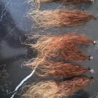 یک دسته موی طبیعی اکستنشن فر آمبره ۱۷۰ شاخه قد ۴۰|آرایشی، بهداشتی، درمانی|پردیس, فاز ۹|دیوار