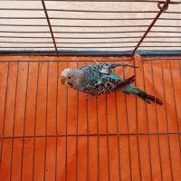 مرغ عشق|پرنده|ابریشم, |دیوار