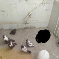 کبوتر قرمز نشان ککلی