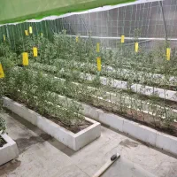 سازه گلخانه|عمدهفروشی|شیراز, شریفآباد|دیوار