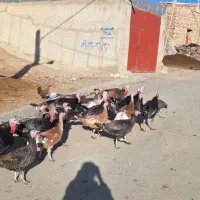 غاز و بوقلمون محلی