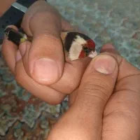 سهره نر|پرنده|پارسآباد, |دیوار