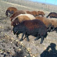 ۲۰ راس گوسفند