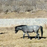 کره اسب یک ساله نر