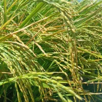 برنج کامفیروزی اصل رو از کشاورز خریداری کنید