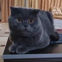 واگذاری گربه اسکاتیش بلو|گربه|اهواز, پردیس|دیوار