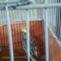 عروس‌هلندی‌وگرینچیک|پرنده|سبزوار, زینبیه|دیوار