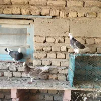 کفتر پرشی عالی درجه یک|پرنده|بکتاش, |دیوار