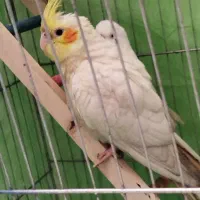 عروس هلندی ویک مرغ عشق