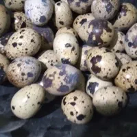 تخم نطفه دار بلدرچین